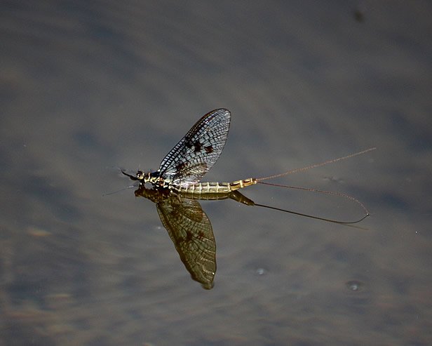 Powdermill Wildlife 1